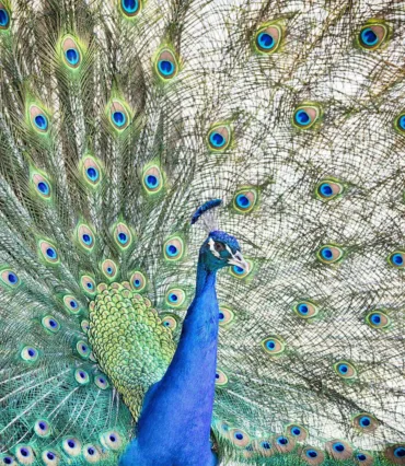 Trots als een pauw Webburo Spring BV